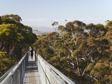 Buy Treetop Walk in Valley of the Giants, Walpole, Western Australia, Australia, Pacific at AllPosters.com