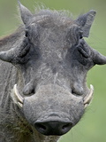 Warthog (Phacochoerus Aethiopicus), Kruger National Park, South Africa, Africa