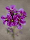 Buy Parry's Primrose (Primula Parryi), Mount Evans, Colorado, United States of America, North America at AllPosters.com
