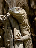 Rock Monitor (White-Throated Monitor) (Varanus Albigularis), Kruger National Park, South Africa
