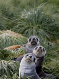 Antarctic Fur Seals (Arctocephalus Gazella), Husvik Island, Antarctic, Polar Regions