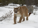 Mountain Lion (Cougar) (Felis Concolor) in Snow in Captivity, Near Bozeman, Montana