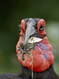 Southern Ground-Hornbill (Bucorvus Leadbeateri) With Prey, Kruger National Park, South Africa