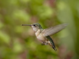 Female Calliope Hummingbird (Stellula Calliope) Hovering, Near Oliver, British Columbia, Canada