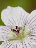 Buy Richardson's Geranium (Geranium Richardsonii), Pike and San Isabel National Forest, Colorado at AllPosters.com