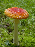 Fly Agaric (Fly Amanita) (Amanita Muscaria), Wasilla, Alaska, USA