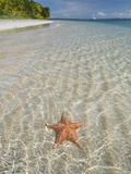 Starfish Beach, Bocas Del Drago, Isla Colon, Bocas Del Toro, Panama, Central America