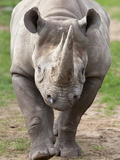 Black Rhino (Diceros Bicornis), Captive, Native to Africa