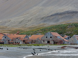 Antarctic Fur Seals in Front of the Old Whaling Station, Husvik Island, Antarctic, Polar Regions