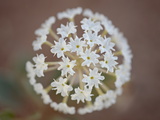 Buy Sand Verbena (Abronia Fragrans), Canyon Country, Utah, United States of America, North America at AllPosters.com