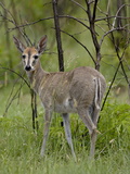 Common Duiker Or Grey Duiker (Sylvicapra Grimmia), Kruger National Park, South Africa, Africa
