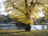 Buy Autumn Colours Near the Boat House, Regent's Park, London Nw1, England, United Kingdom, Europe at AllPosters.com
