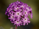 Buy Desert Sand Verbena (Abronia Villosa), Anza-Borrego Desert State Park, California at AllPosters.com