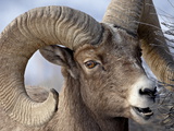 Bighorn Sheep (Ovis Canadensis) Ram Feeding, Yellowstone National Park, Wyoming