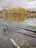 Yellow Aspens Reflected in a Beaver Pond in the Fall, Fishlake National Forest, Utah, USA