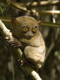 Tarsier Fraterculus, the Smallest Living Primate, Tarsier Sanctuary, Philippines