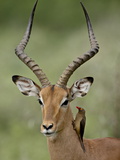 Male Impala (Aepyceros Melampus) With a Red-Billed Oxpecker, Kruger National Park, South Africa