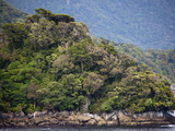 Fjord and Forest, Thomson Sound, South Island, New Zealand, Pacific