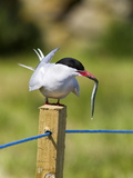 Arctic Tern (Sterna Paradisaea), With Fish, Farne Islands, Northumberland Coast, England, Uk