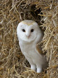 Barn Owl ( Tyto Alba), Captive, in Bales of Straw, Barn Owl Centre, Gloucestershire, England, Uk