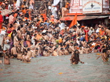 Buy Sadhus at a Royal Bath (Sahi Snan) During Kumbh Mela in Haridwar, Uttar Pradesh, India, Asia at AllPosters.com