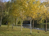 Buy Autumn Colours By the Pond in Regent's Park, London Nw1, England, United Kingdom, Europe at AllPosters.com