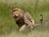 Lions (Panthera Leo) Mating, Serengeti National Park, Tanzania, East Africa, Africa