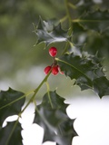 Buy Close-Up of a Holly Tree, London, England, United Kingdom, Europe at AllPosters.com