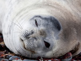Weddell Seal (Leptonychotes Weddellii), Half Moon Island, Shetland Islands, Antarctic