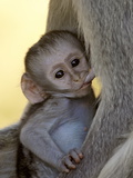 Infant Vervet Monkey (Chlorocebus Aethiops) Nursing, Kruger National Park, South Africa, Africa