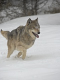 Gray Wolf (Canis Lupus) Running in the Snow in Captivity, Near Bozeman, Montana