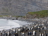 Buy Colony of King Penguins (Aptenodytes Patagonicus), Gold Harbour, South Georgia, Antarctic at AllPosters.com