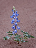 Buy Dwarf Lupine (Small Lupine) (Rusty Lupine) (Lupinus Pusillus), Canyon Country, Utah at AllPosters.com