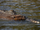 Beaver (Castor Canadensis) Swimming With Food, Denali National Park and Preserve, Alaska, USA