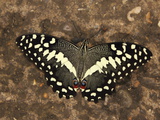 Buy Lime Swallowtail Butterfly (Papilio Demoleus) at AllPosters.com