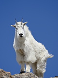 Mountain Goat (Oreamnos Americanus), Mount Evans, Colorado, United States of America, North America