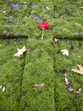 Buy Flower on a Grave, Paris, France, Europe at AllPosters.com