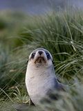 Antarctic Fur Seal (Arctocephalus Gazella), Husvik Island, Antarctic, Polar Regions