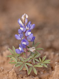 Buy Dwarf Lupine, the Needles District, Canyonlands National Park, Utah at AllPosters.com