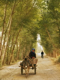 Woman Riding Donkey Cart on a Tree-Lined Road, with Bicycle in Distance, Dunhuang, China