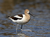 American Avocet (Recurvirostra Americana), Belmar Historic Park, Lakewood, Colorado