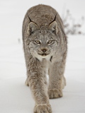 Buy Canadian Lynx (Lynx Canadensis) in Snow in Captivity, Near Bozeman, Montana at AllPosters.com