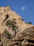 Moon Over Rock Formations and Juniper, Grand Staircase-Escalante National Monument, Utah, USA