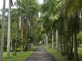 Buy Sir Seewoosagur Ramgoolam Botanical Garden, Mauritius, Indian Ocean, Africa at AllPosters.com