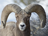 Bighorn Sheep (Ovis Canadensis) Ram, Yellowstone National Park, Wyoming,