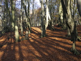 Buy Epping Forest, Essex, England, United Kingdom, Europe at AllPosters.com