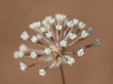 Buy Stevia Dusty-Maiden (Chaenactis Stevioides) Starting to Bloom, Arches National Park, Utah at AllPosters.com