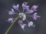 Buy Nodding Onion (Allium Cernuum), Glacier National Park, Montana at AllPosters.com