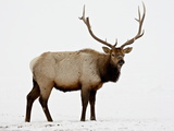 Bull Elk (Cervus Canadensis) in Snow, Yellowstone National Park, Wyoming