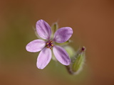 Buy Heronsbill (Erodium Cicutarium), Arches National Park, Utah at AllPosters.com